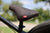Bicicleta completa Fairdale Hareraiser FX 26" Dj - Negro mate